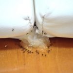 家の中にいる小さなアリ、駆除できる？簡単＆速攻できる方法を伝授！